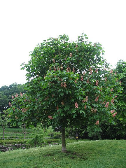 ベニバナトチノキ 紅花栃の木