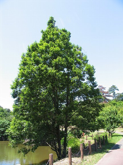 ハンノキ 榛の木